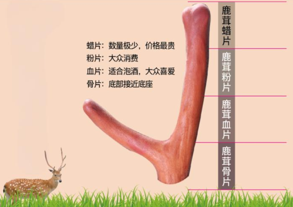 鹿茸一人一次炖多少片(图1)