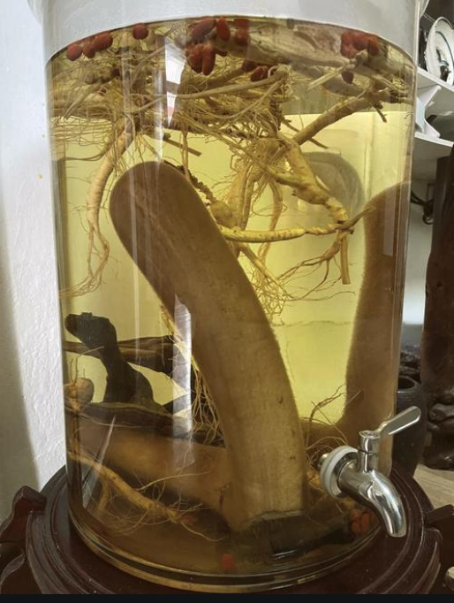 鲜鹿茸泡酒有沉淀物正常吗?