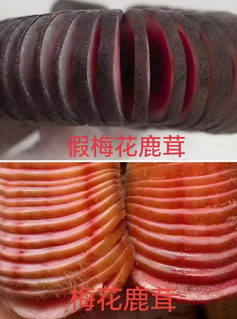 被骗多了梅花鹿鹿茸真假辨别终于会了
