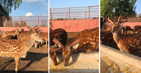 在张家口男人吃什么鹿鞭膏调理比较好(图1) mhl.png